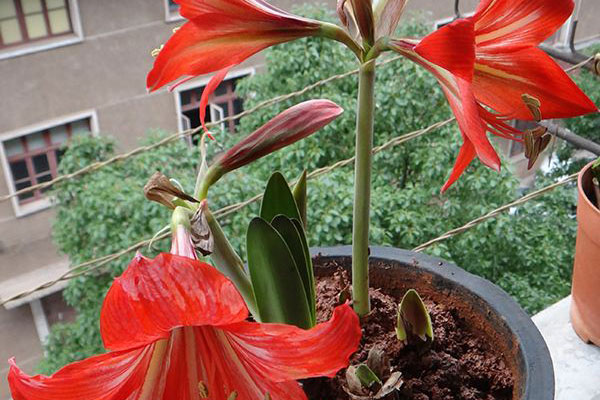 朱顶红叶子太长了怎么处理,怎么才能把朱顶红叶子养得宽短