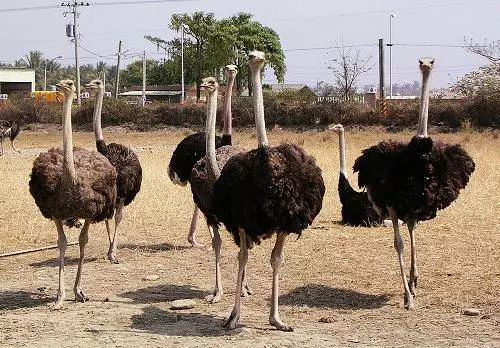 鸵鸟养殖百亿产业,一个蛋卖20元