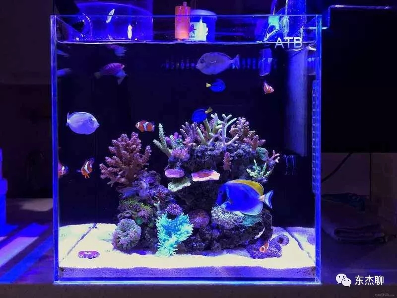 海缸最好的过滤系统,海缸推荐用什么过滤器