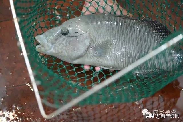 这些外形奇葩而味道超级赞的海鲜,广东十大硬核海鲜品种