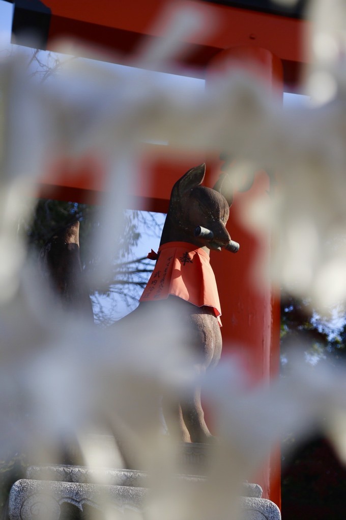 日本京都枫叶季旅游攻略,日本关西赏枫旅游攻略