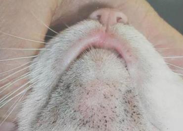 猫咪长黑头是什么原因,普通猫咪有黑头吗