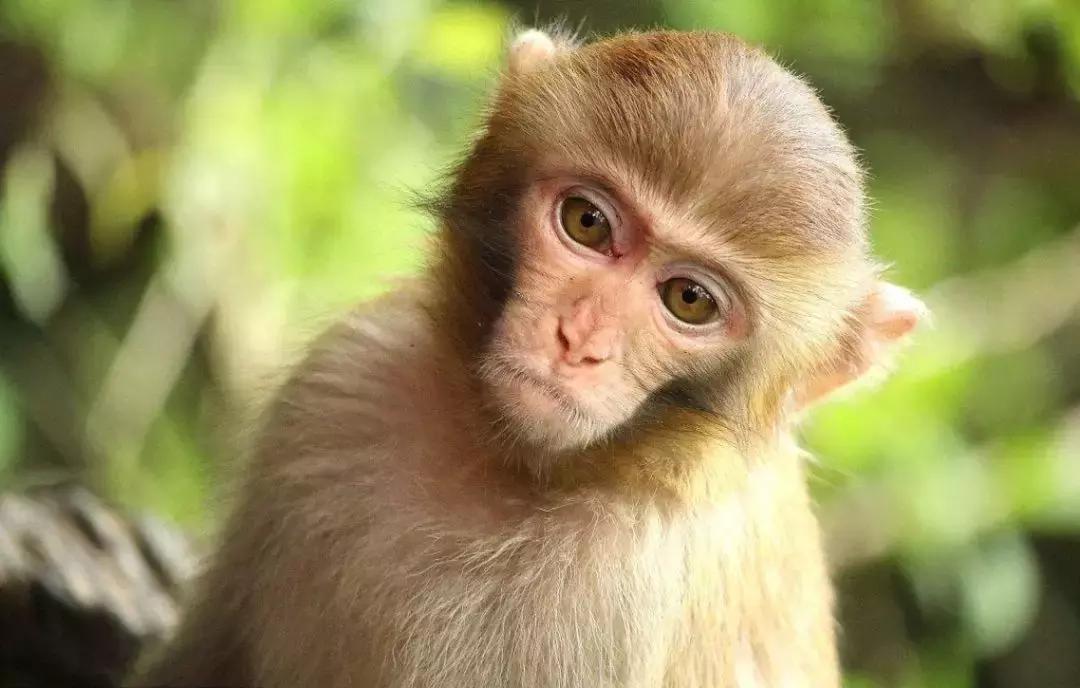 兰卡威教程,兰卡威攻略全集