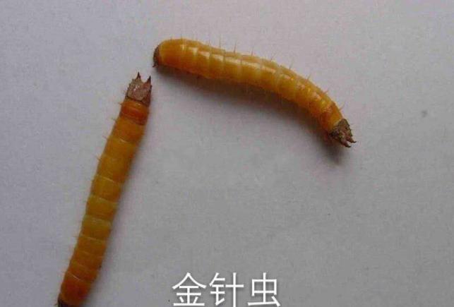 芦笋栽培及田间管理,芦笋种植技术和注意事项