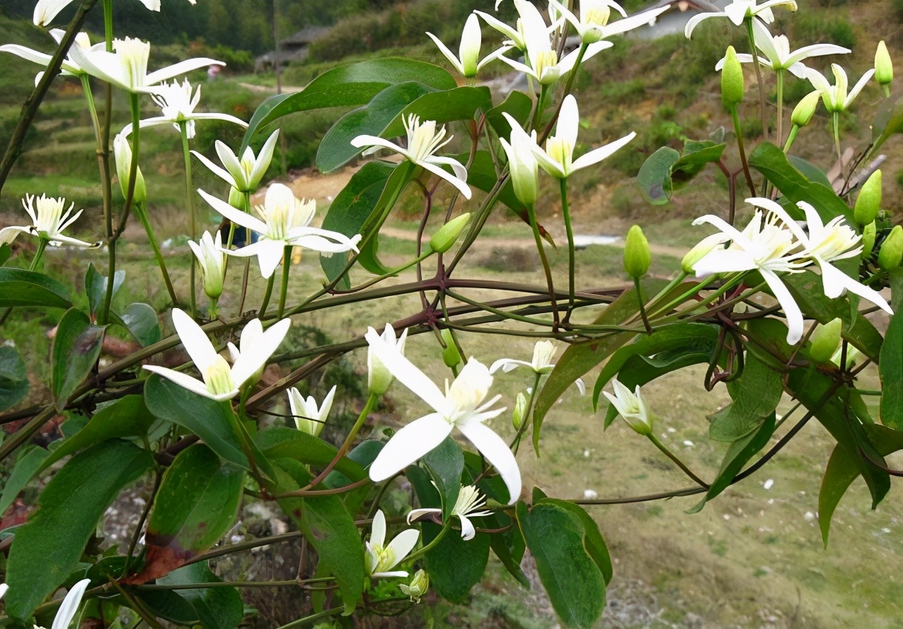 王药师清脉通,王药师的用药宝典