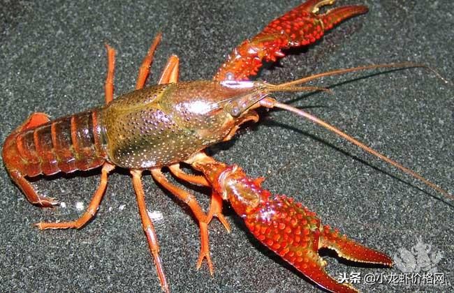 养殖小龙虾亩产过万的模式,小龙虾养殖一般亩产是多少