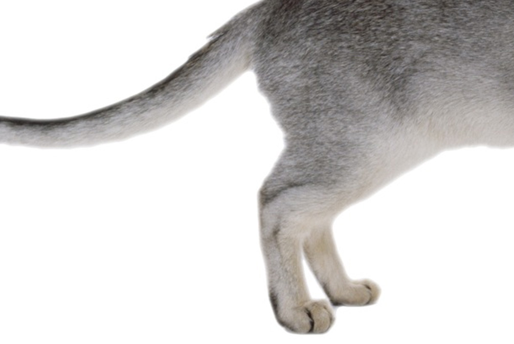 猫咪后腿无力站不稳怎么回事,公猫后腿无力怎么回事