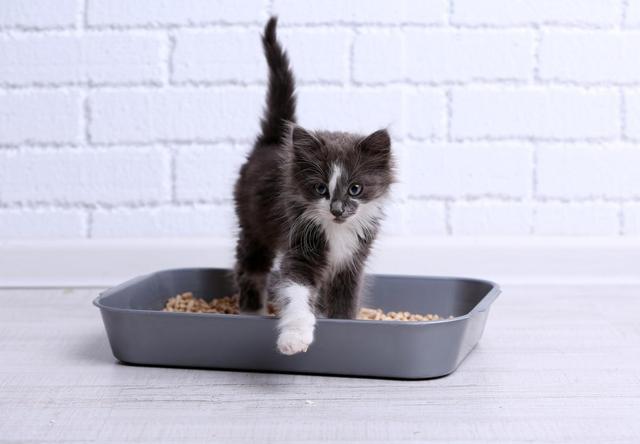 养猫的都是英雄，因为猫尿的味道，跟臭鼬有一拼！