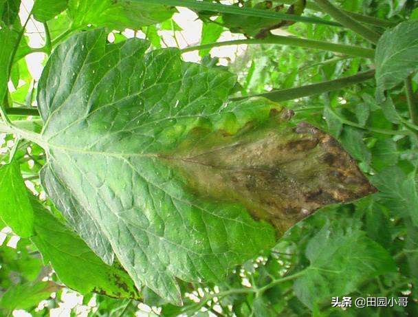 西红柿的灰霉病怎么防,西红柿灰霉病识别与防治