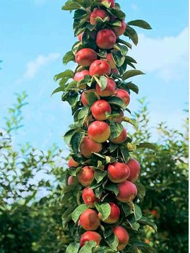 每天学英语address,每天学英语30分钟一年级