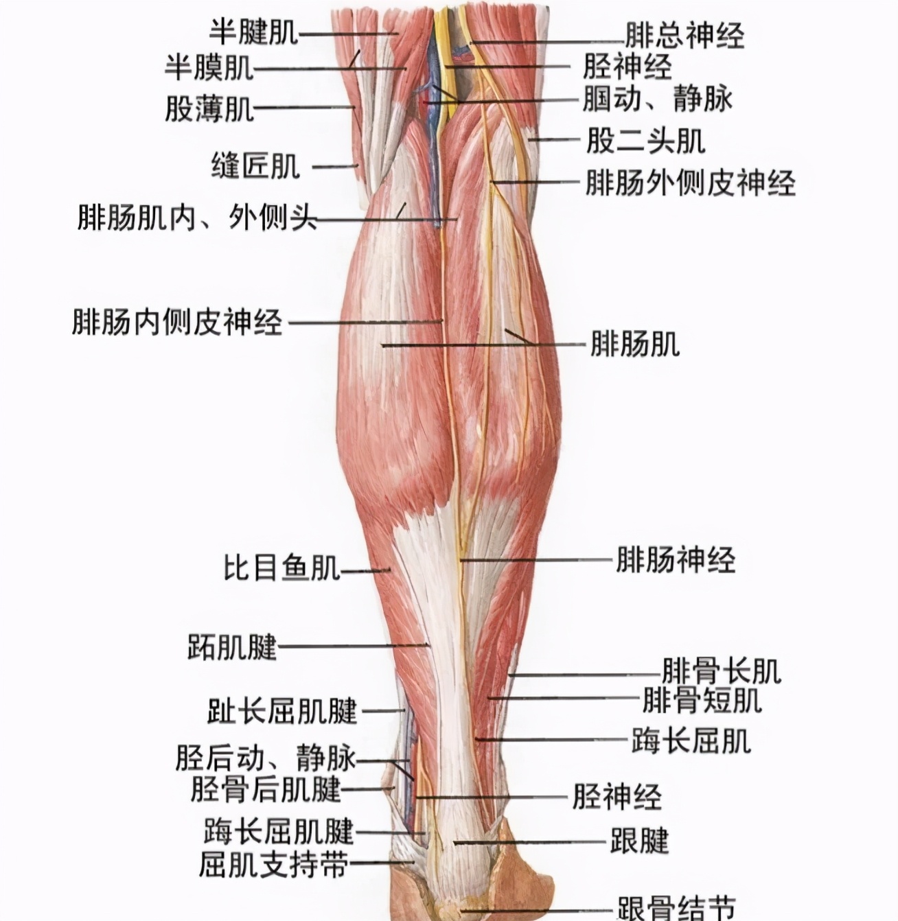 “漫画腿”、“精灵耳”的整容风，为什么越来越失控？