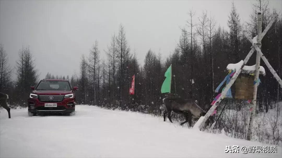 敖鲁古雅原始部落驯鹿喂草,敖鲁古雅驯鹿旅行