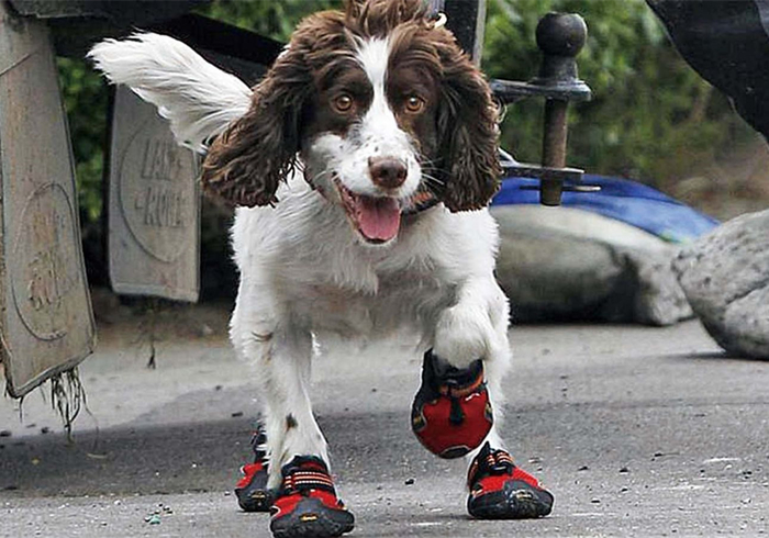 狗狗犬瘟热早期脚垫会变厚吗,狗狗犬瘟脚干裂啥样