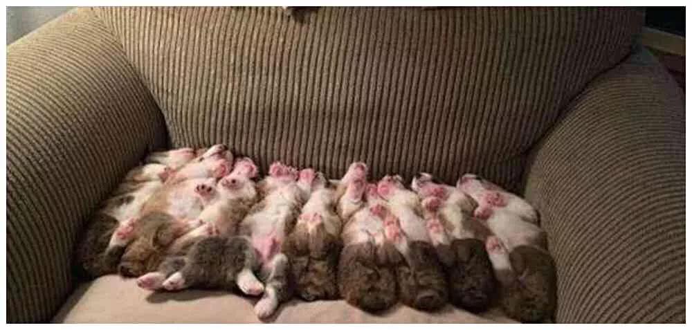 狗狗一胎生了四个女宝宝,狗狗一胎生了8只公狗