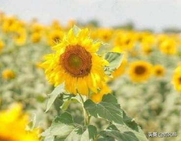 发快手文案伤感的句子加图片,快手伤感的句子心情说说