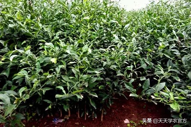 果园滴灌什么方案最好,果园改土最佳方案