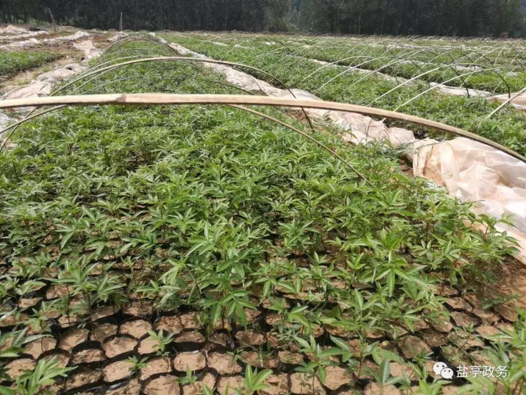 沃野千里风景图,山乡巨变之美不胜收