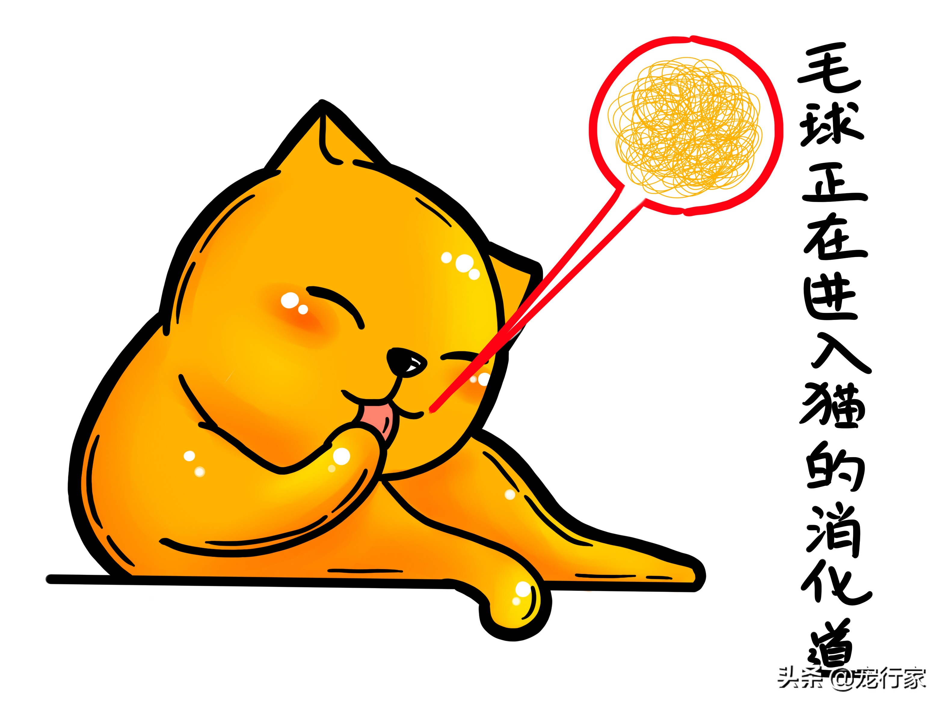 猫为什么会呕吐？如果我家猫呕吐了，我该怎么办？