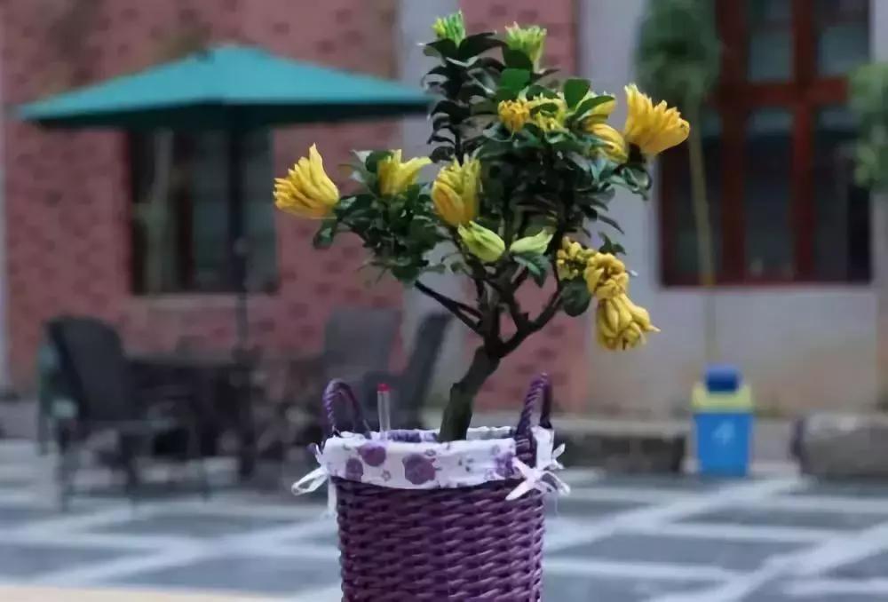 果树盆景快速成型的4个方法,果树盆景初学