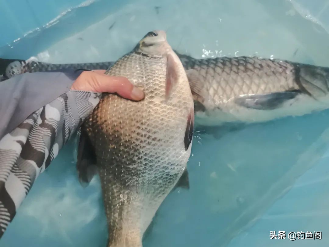 汉鼎螺纹钢一二代对比测评,汉鼎螺纹钢一代和二代哪个更硬挺