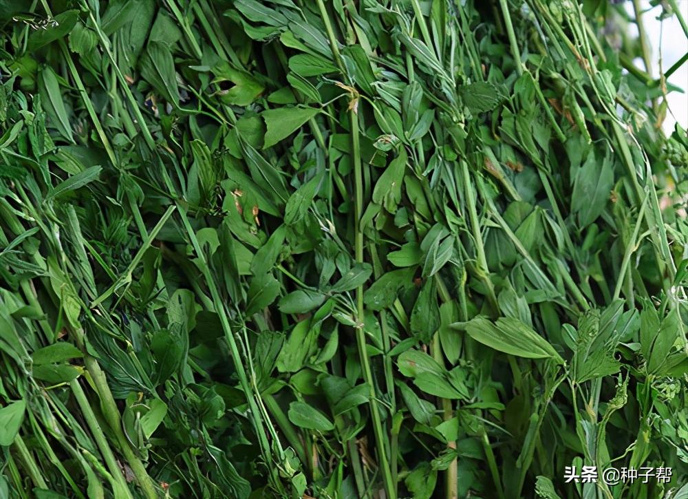 种草养牛十亩地能养多少牛羊,农村养殖牛羊需要具备哪些条件