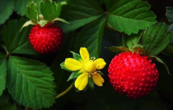 蛇莓几月熟,六月有蛇莓吗