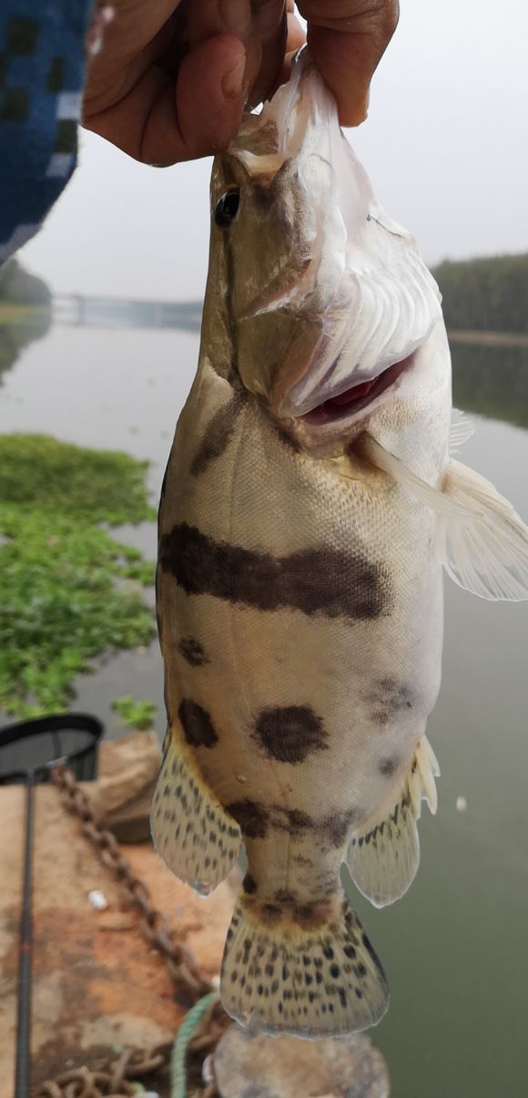 钓鱼人最怕鱼浮头,三个技巧可解决,虽爆不了护但渔获肯定有