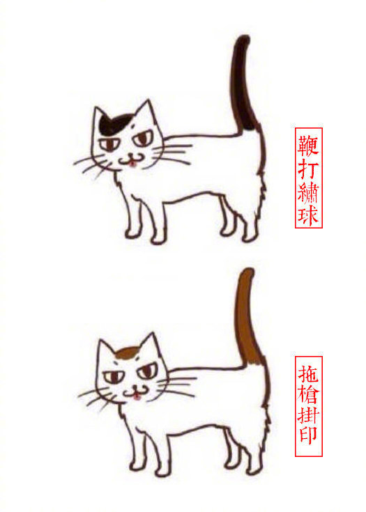 黄狸花猫咪名字,猫咪老师的花名有哪些