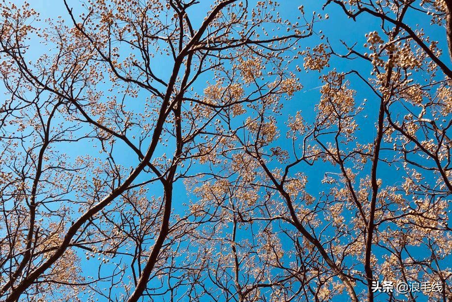 济南千佛山：名气不如趵突泉，可登顶俯泉城全景，人气火爆停车难