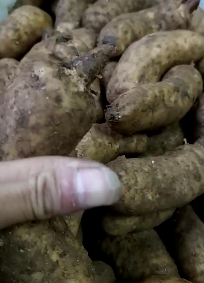 天麻应切什么片,天麻用什么辅料炮制