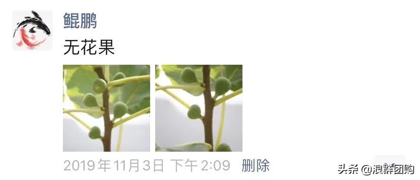 好吃无花果品种,丰产好吃的无花果推荐