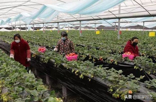 草莓滞销危机,草莓滞销卖不出去了吗