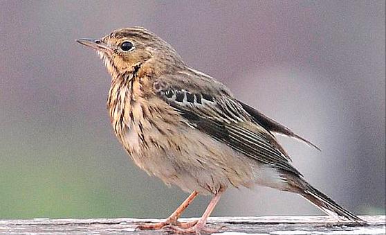 广东常见鸟类图谱和名称图文,东江揽胜鸟类