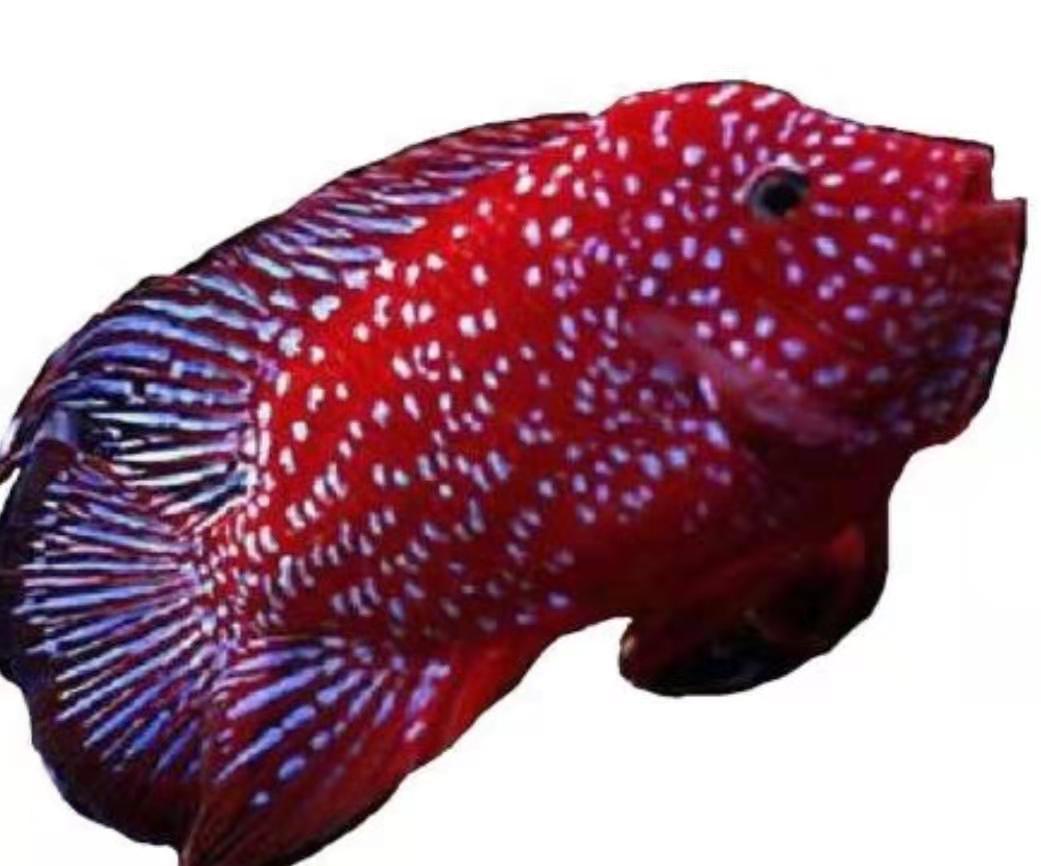 观赏鱼三湖慈鲷选择什么样的过滤,慈鲷鱼哪个品种温顺好养