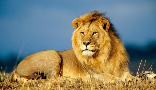 足球界的动物,足球狮子图片