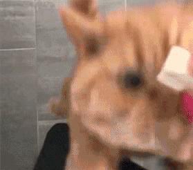 猫咪精力太旺盛还咬人怎么办,猫咪最近脾气暴躁咬人怎么办