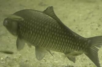 钓到的鱼会有寄生虫吗,钓到有毒的鱼