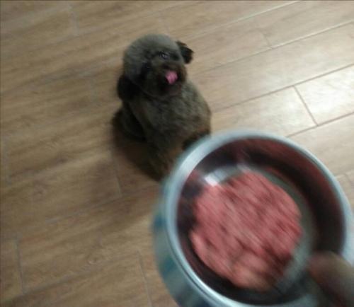 泰迪除了狗粮还有什么可以吃,除了狗粮还可以喂泰迪狗什么食物