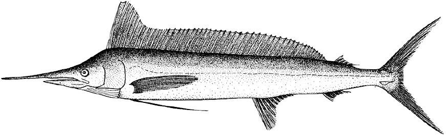 海洋中的剑鱼和旗鱼,海洋中速度最快的剑鱼