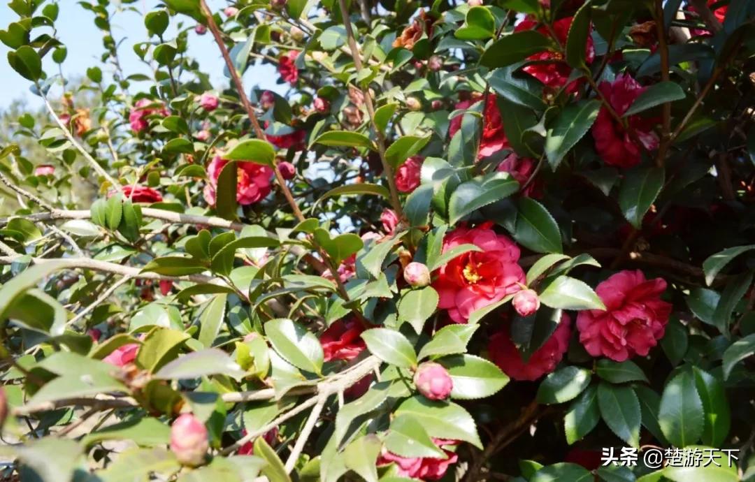 茶花盛开的地方有哪些,湖北有茶花吗