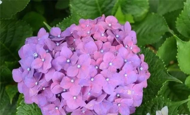 静是一种力量一种福气,西双版纳这边旅游