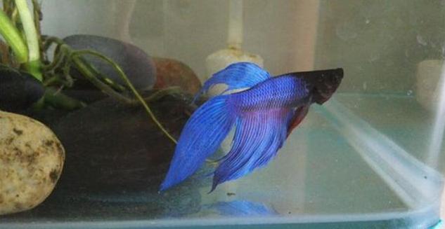 如何让绿萝在鱼缸里面疯长,绿萝的肥料可以放鱼缸里吗