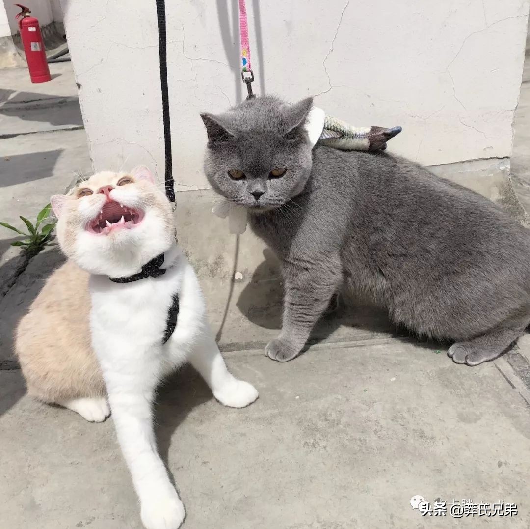 可爱小奶猫刚生出成长日记,一只小奶猫的成长过程