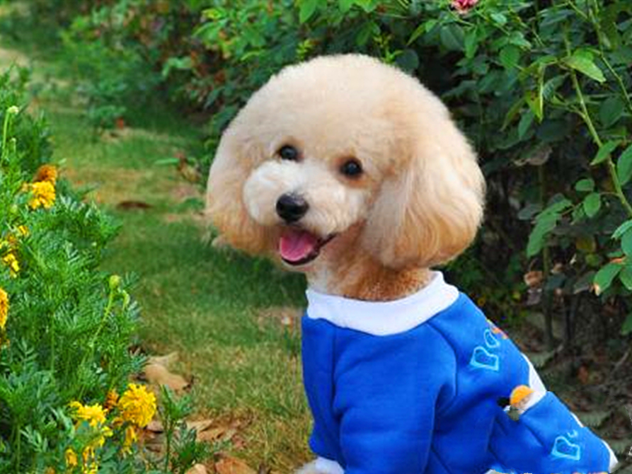 泰迪出现护食怎么办,泰迪常见问题及解决方案