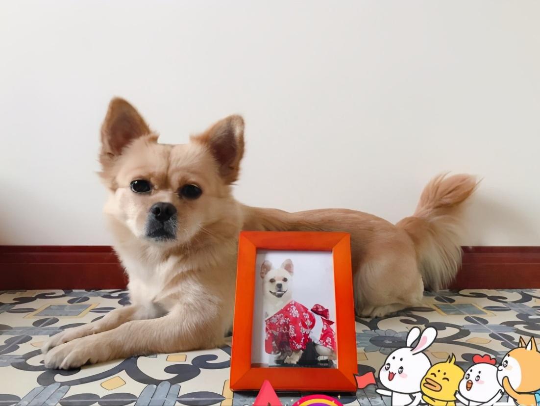 去花鸟市场600块钱买宠物,去宠物市场花100元买一只小土狗