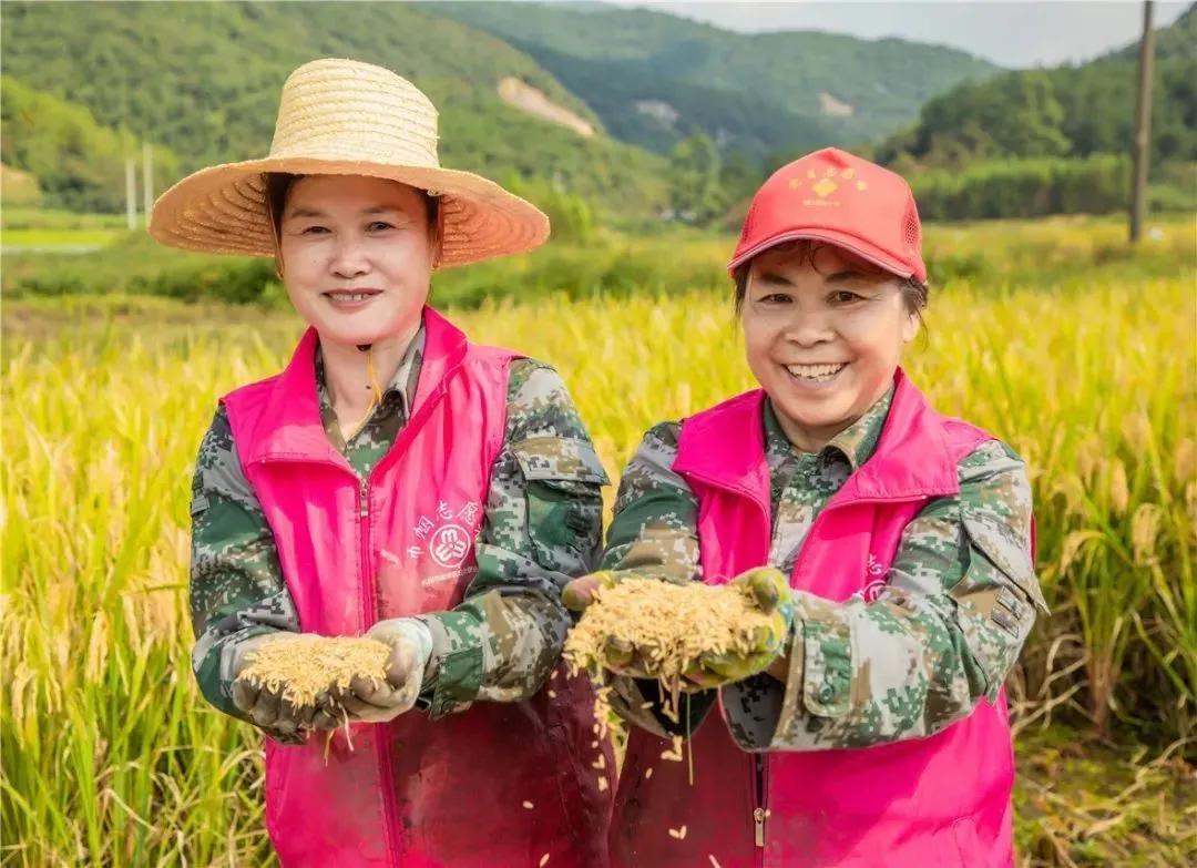 看！这是临安“雪山大米”的故事