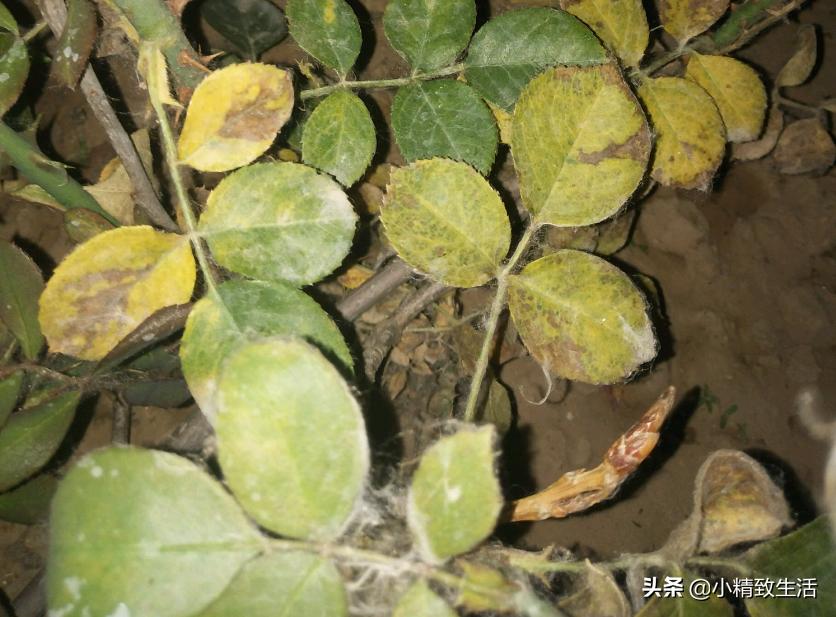 养月季花,这10种病虫害很常见,发病特征和防治方法都在这里了