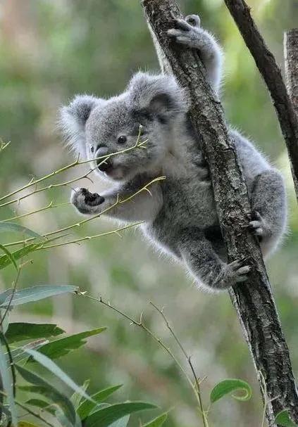 中国有多少只考拉,中国的考拉是什么样的动物