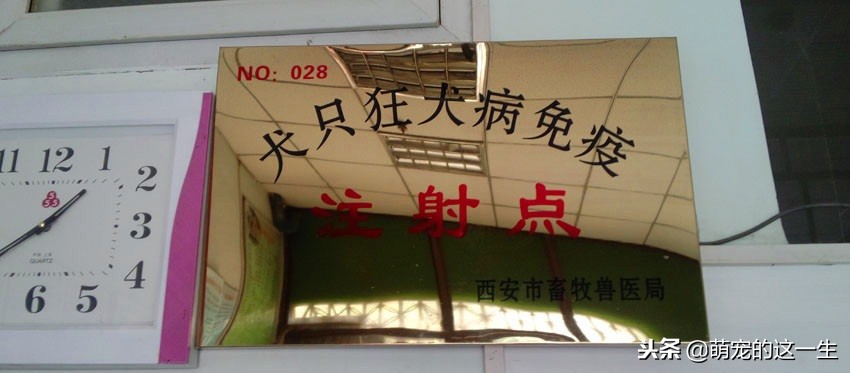 中华田园犬被列为城区禁养犬,中华田园犬是否被禁养