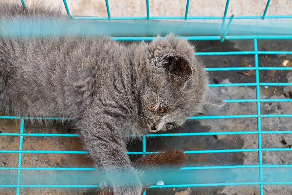 满满的烟火气逛大集真好玩,最值得逛的大集